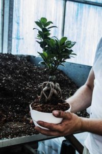 rinvaso bonsai ficus ginseng