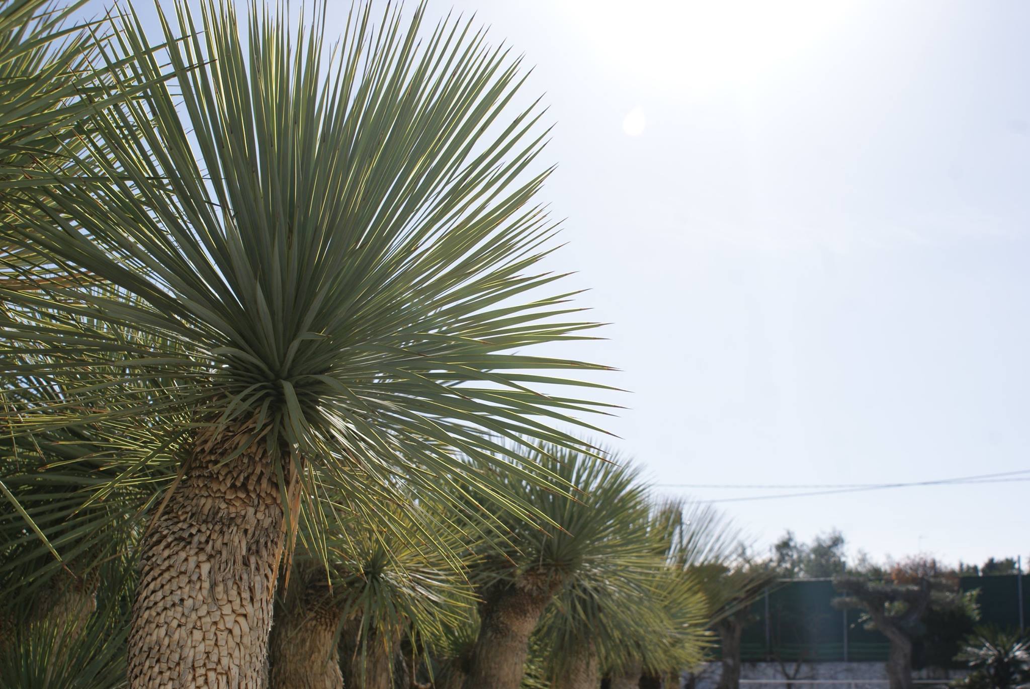 Yucca rostrata  piante grasse da esterno online