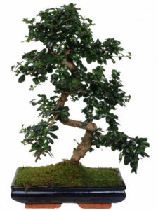 bonsai carmona